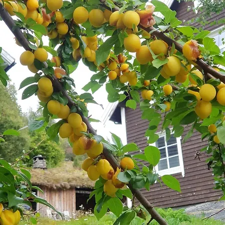 Heggjabygda Gjestegard Utenfor - Historisk Tommerhus I Landlige Omgivelser
