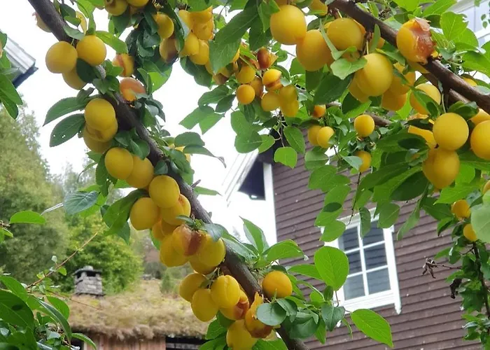 Heggjabygda Gjestegard - Historisk Tommerhus I Landlige Omgivelser