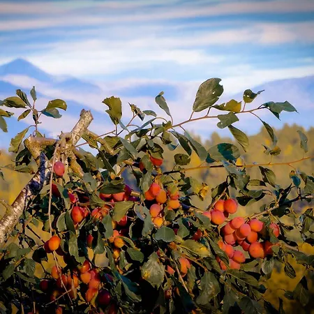 Alojamento de Turismo Rural Heggjabygda Gjestegard - Historisk Tommerhus I Landlige Omgivelser